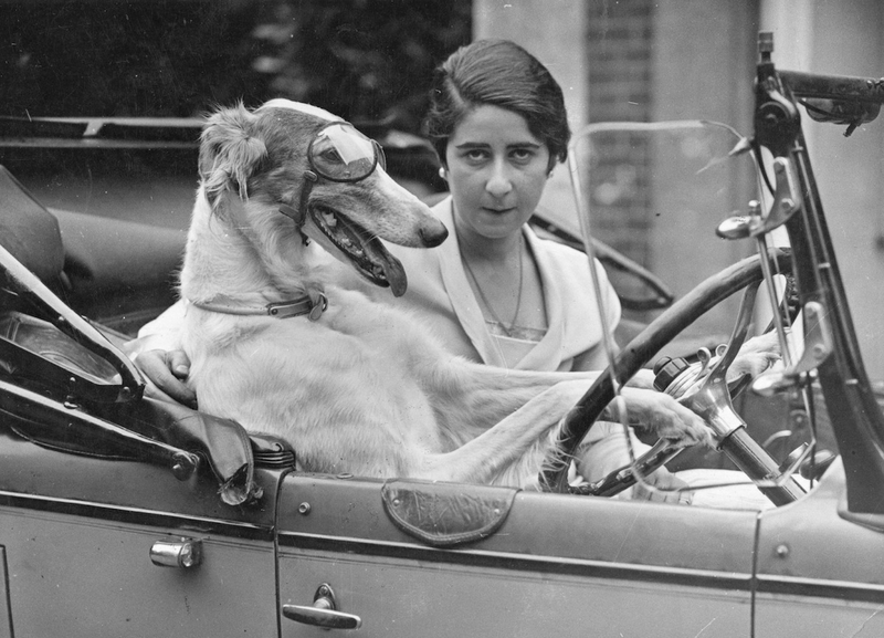 Illustration for article titled Vintage Photos Reveal Century-Long Obession with Dressing Up Pets